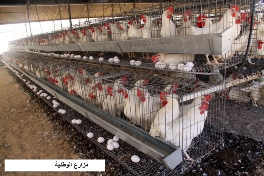 Agricultural Consulting