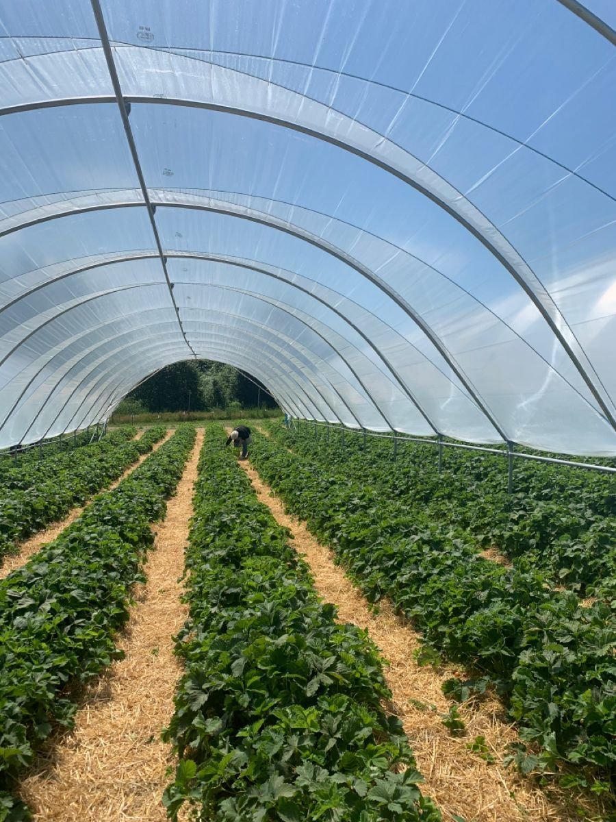 حبوب وأشجار البن